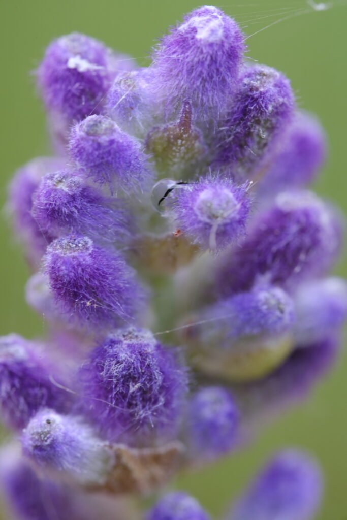 Close-up of a purple lavender flower spike