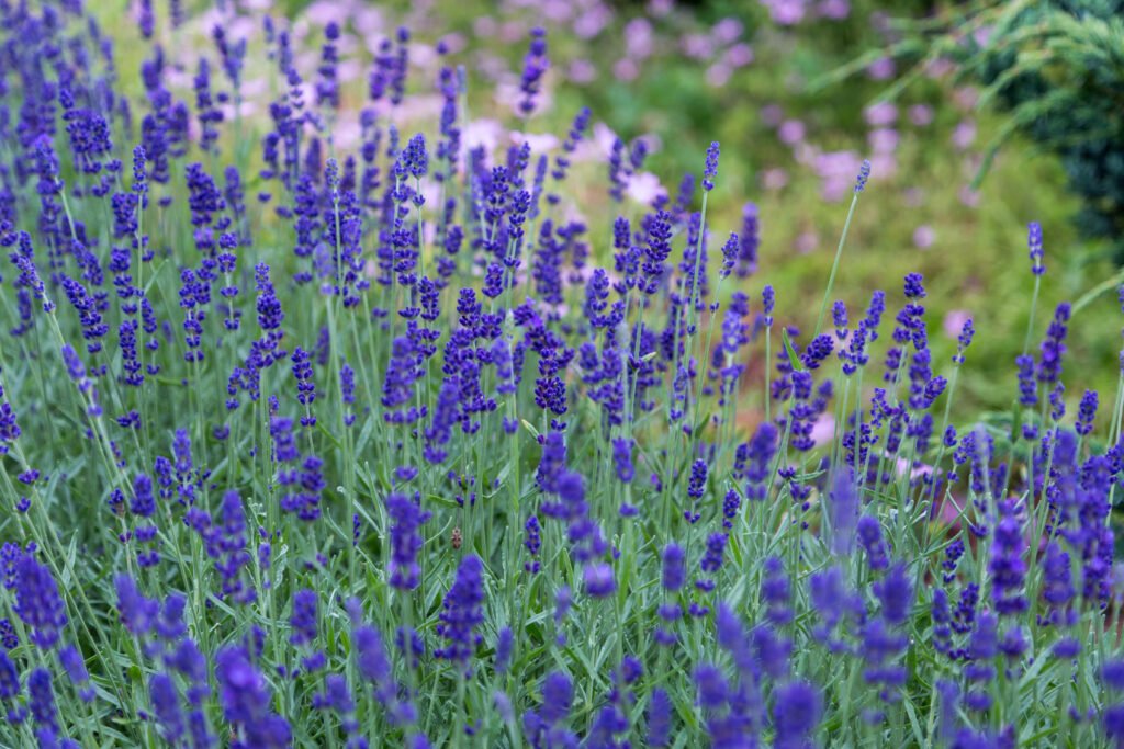 Purple lavender flowers filling a garden meadow