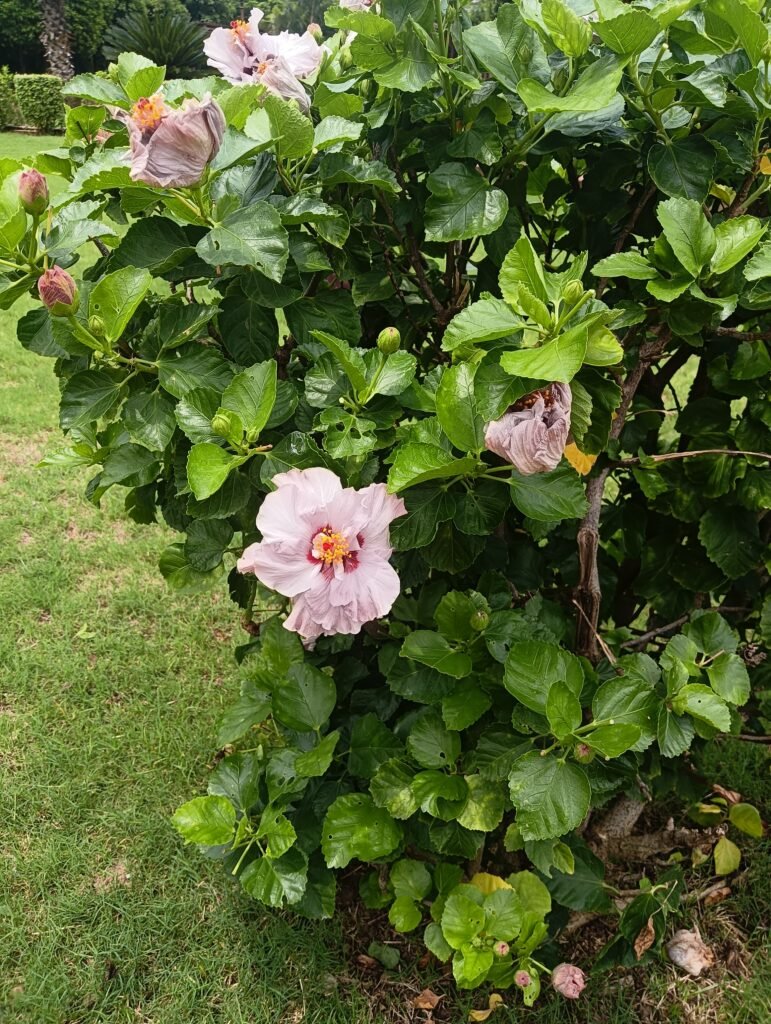 Light pink hibiscus flowers on a green bush