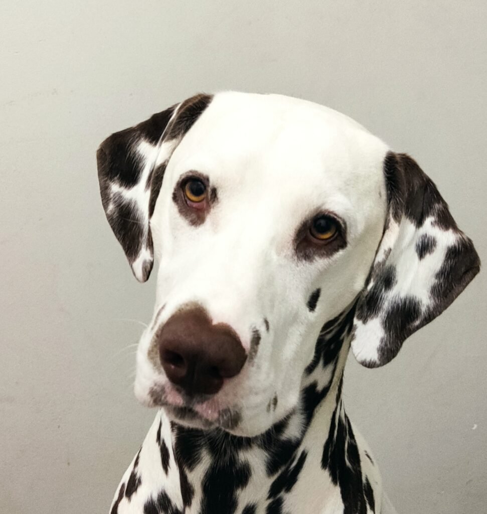 Liver spotted male head