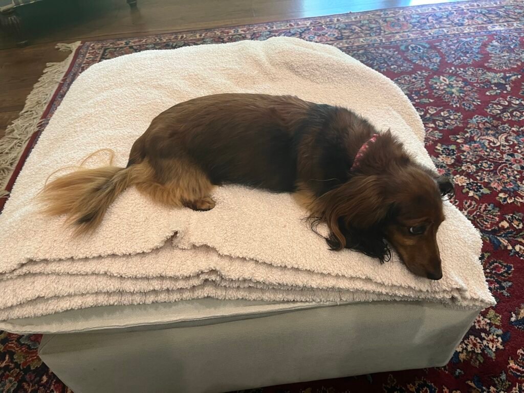 Long-haired dachshund resting on a cushion