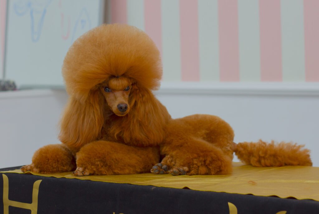 Groomed miniature poodle resting indoors