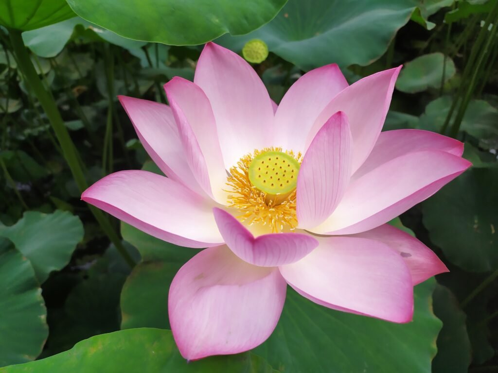 Lotus blossom with green leaves in landscape orientation