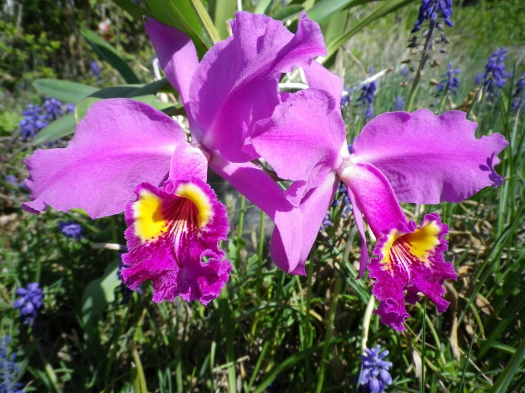Bright purple orchid with a yellow centre