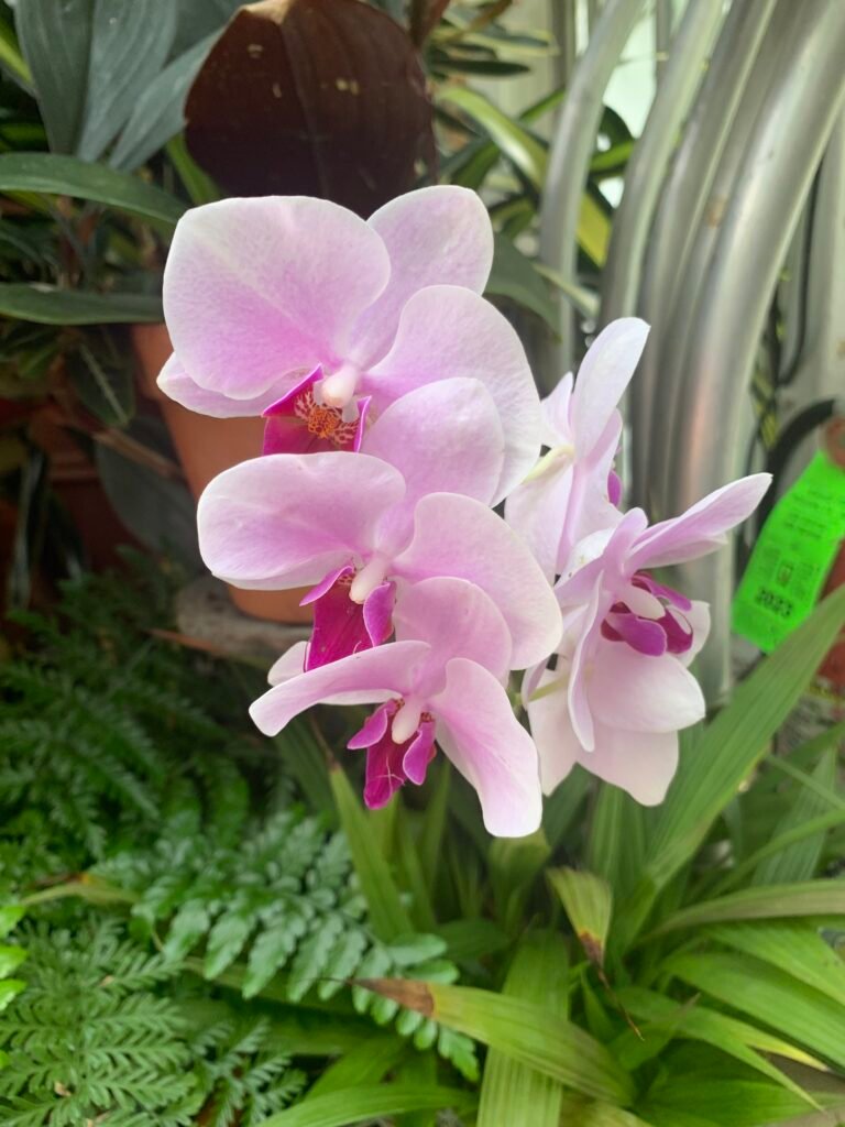 Pink orchid flowers above green leaves