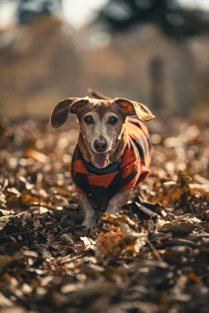 Dachshund standing among autumn leaves