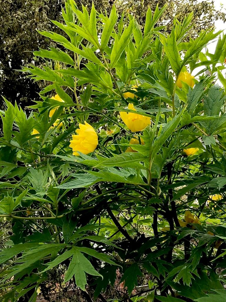 Yellow peony flowers growing among green leaves