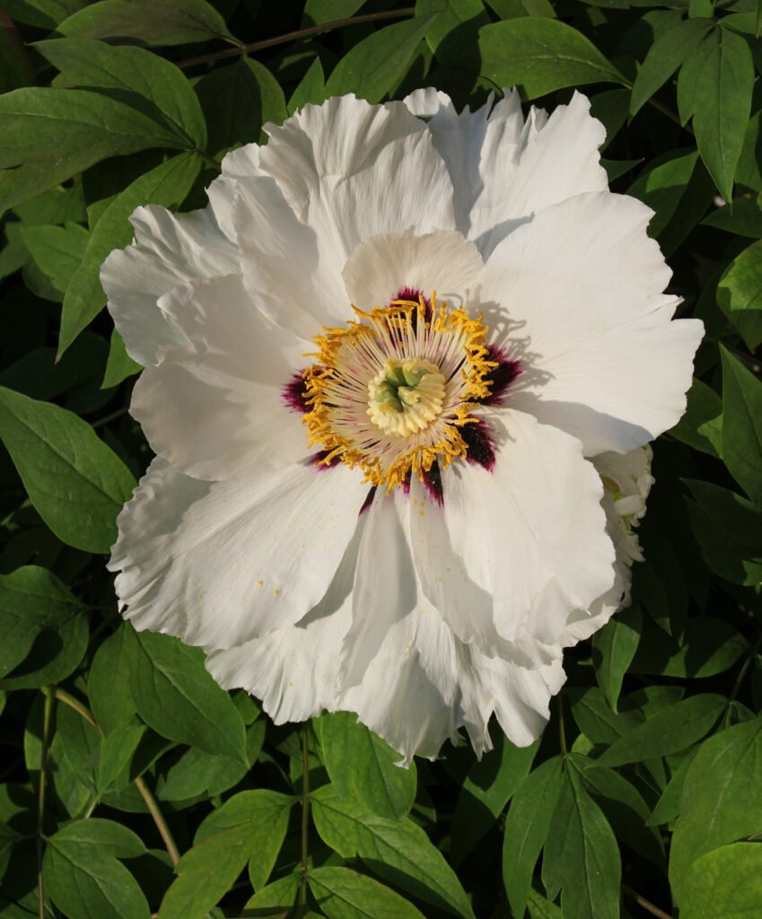 White peony flower with a dark yellow centre