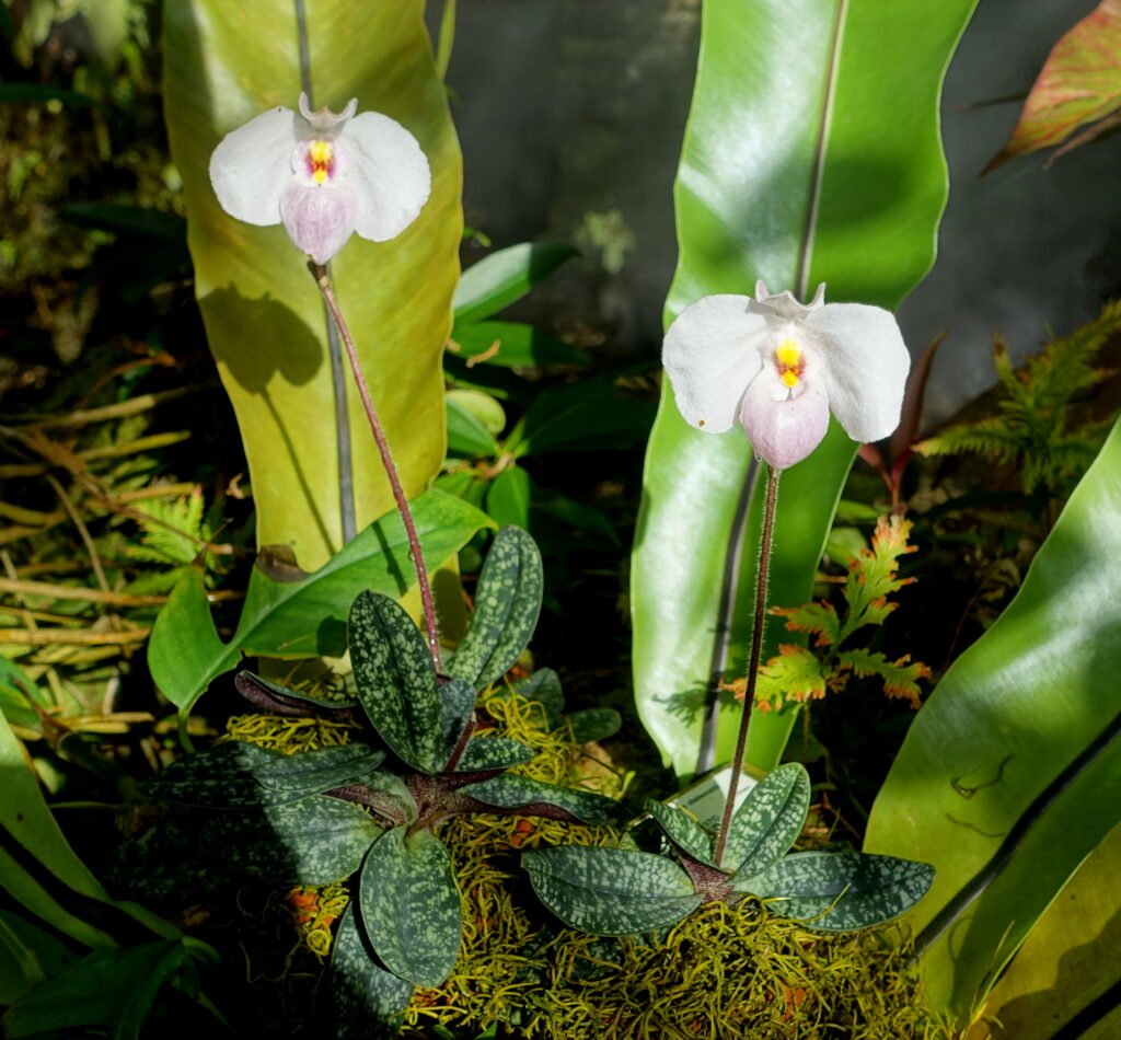 Pale slipper orchids among broad green leaves