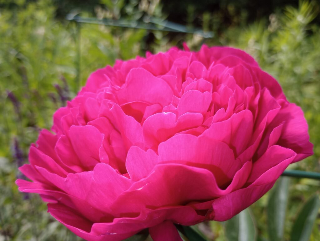 Full pink peony blossom against green foliage