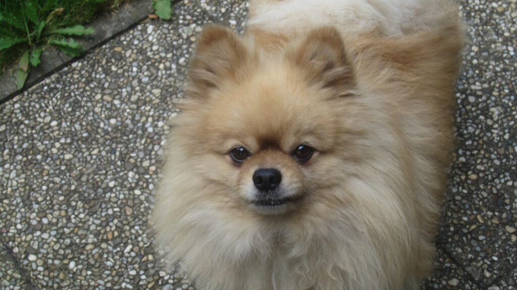 Fluffy Pomeranian looking towards the camera