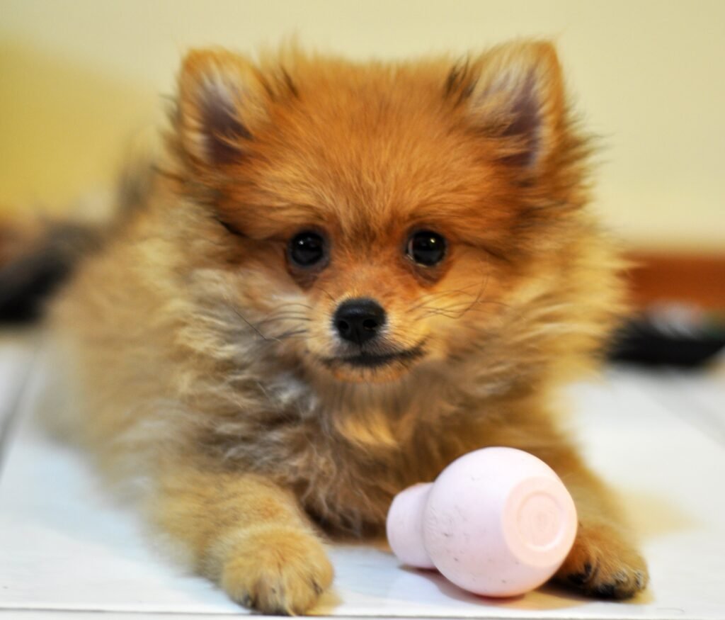 Small Pomeranian puppy beside a pink object