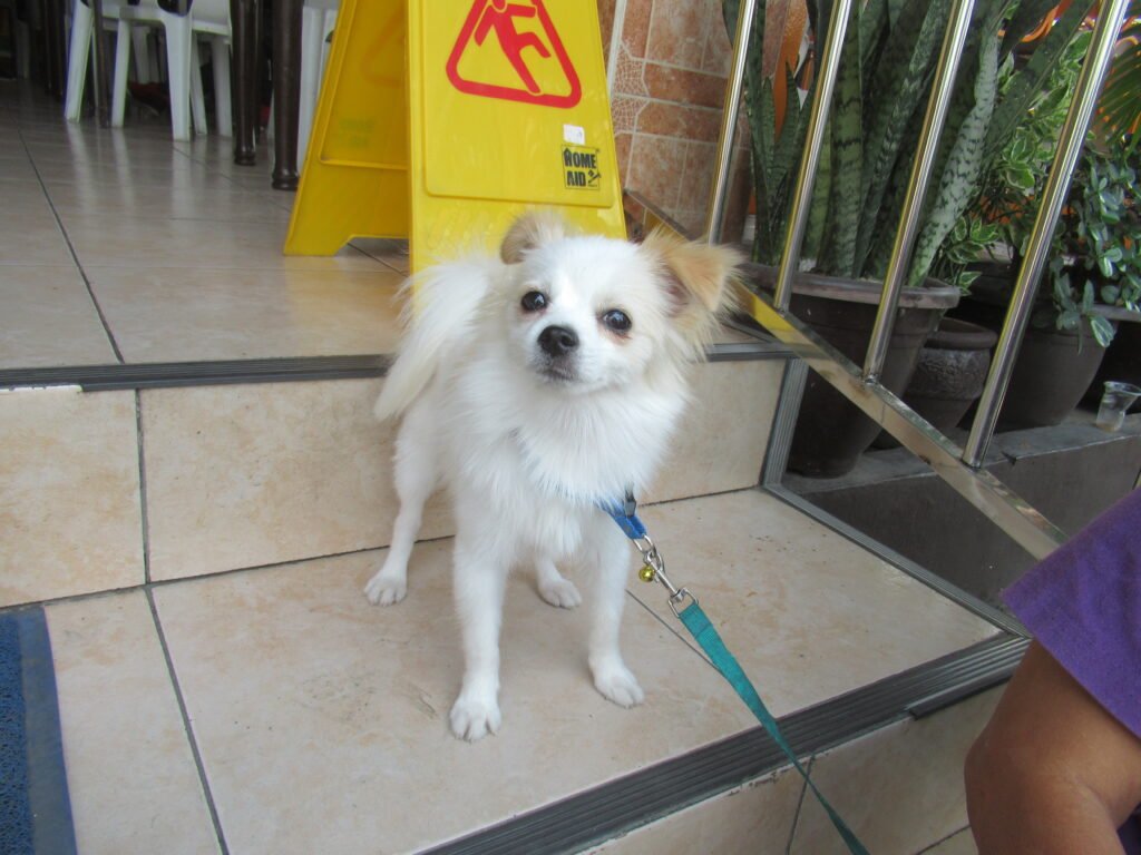 White Pomeranian puppy standing on a leash