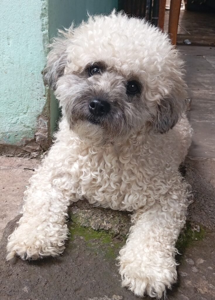 Small curly-coated poodle looking towards the camera