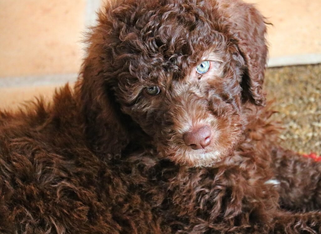 Brown poodle puppy with green eyes