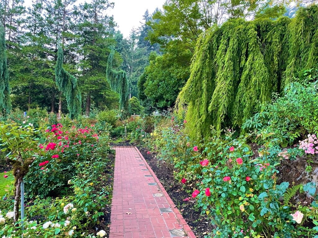 Garden path bordered by pink and red roses