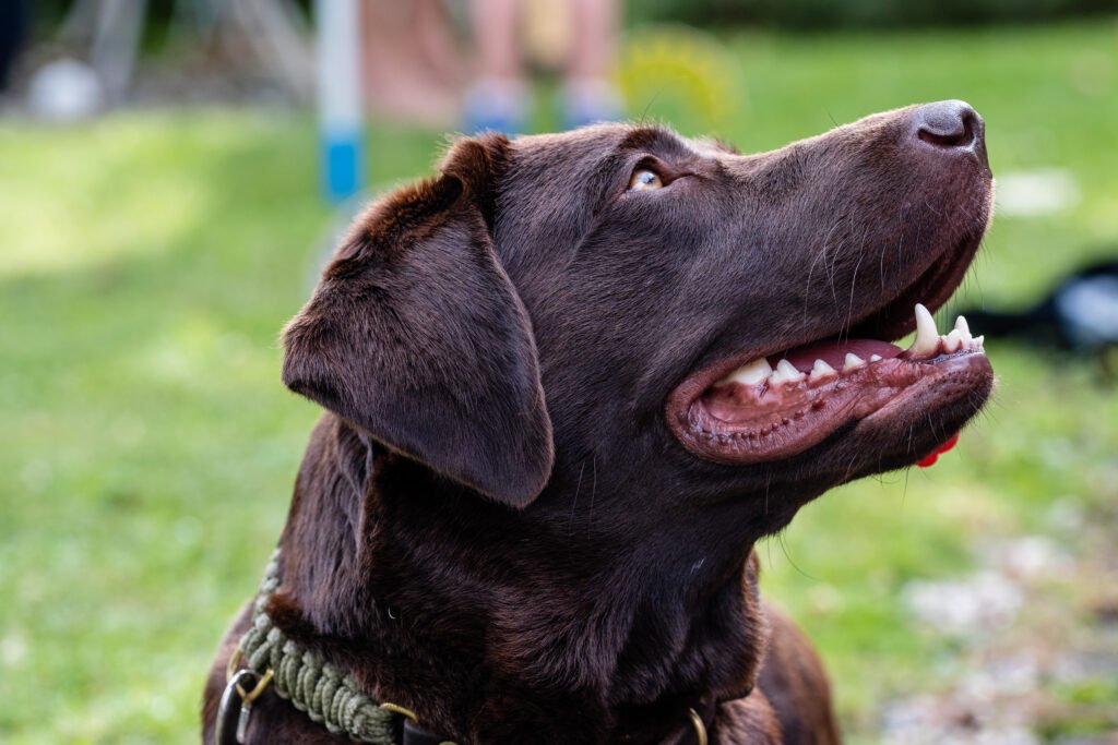 Chocolate Labrador portrait outdoors