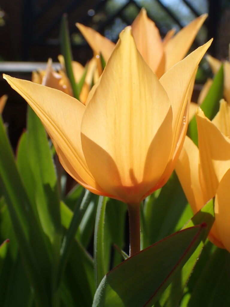 Golden yellow Shogun tulip in portrait orientation