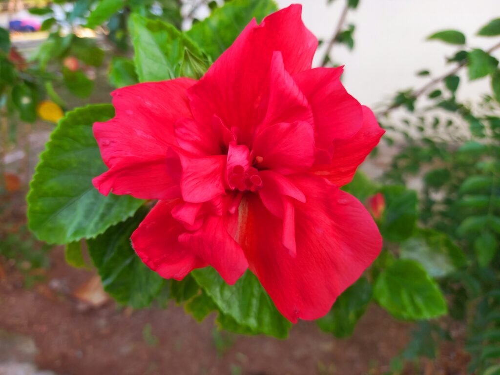 Red hibiscus blossom surrounded by green leaves