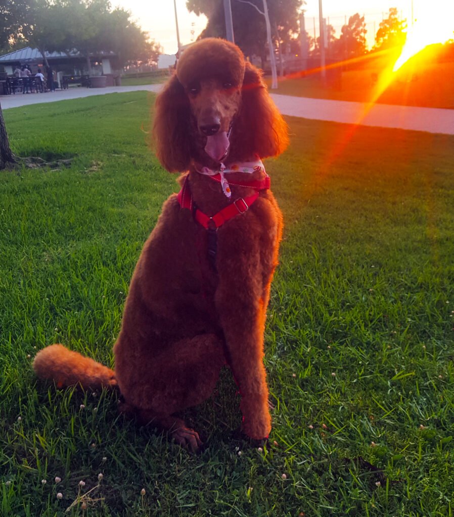 Red standard poodle sitting in evening sunshine