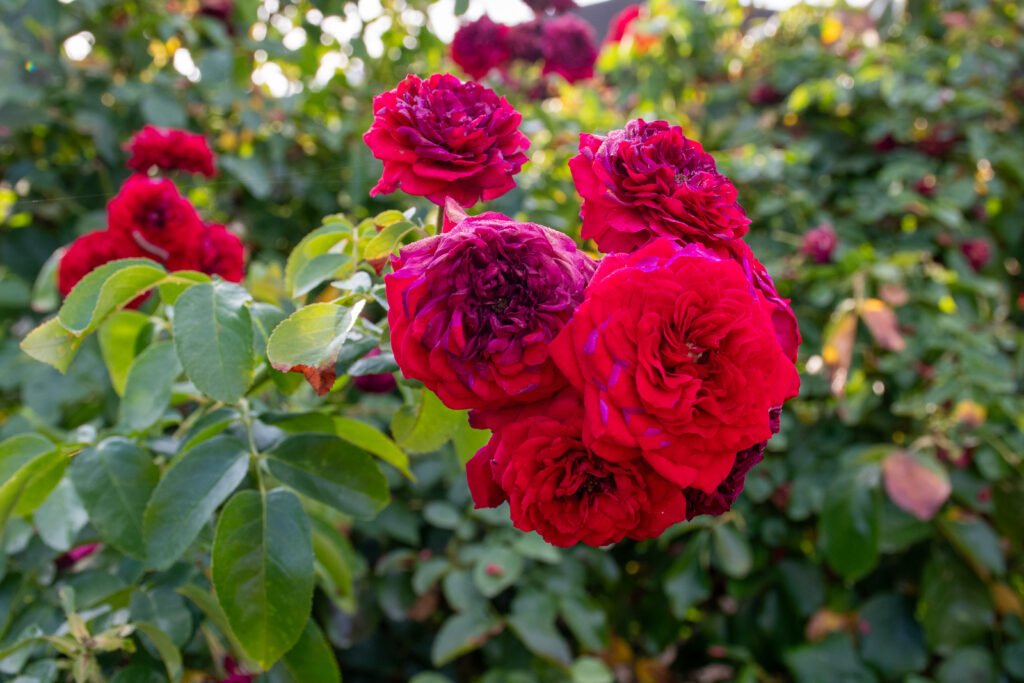 Deep red roses flowering among green leaves