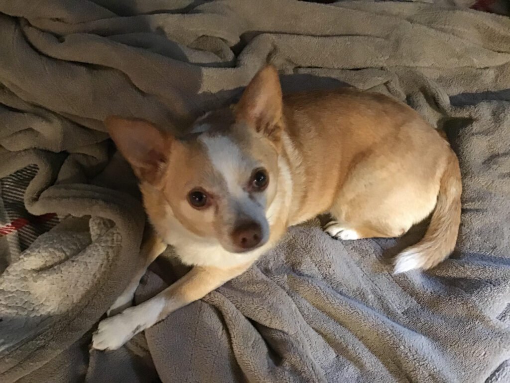 Roxy the chihuahua