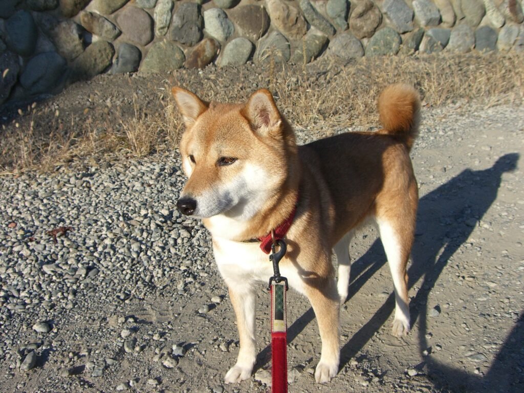 Shiba Inu standing beside a stone wall