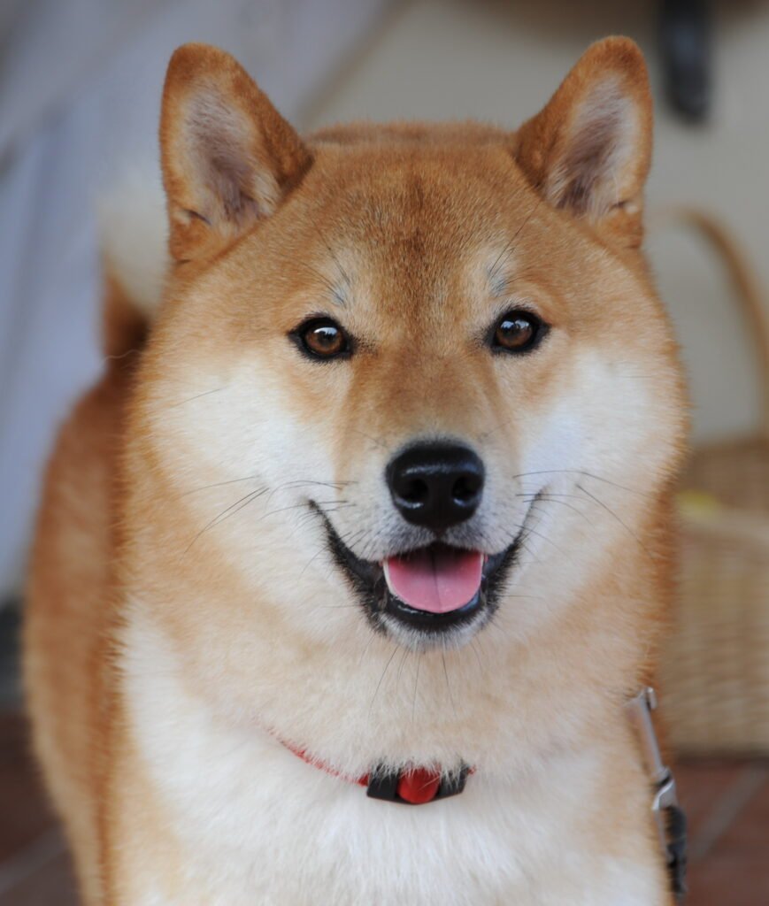 Shiba Inu portrait with upright ears