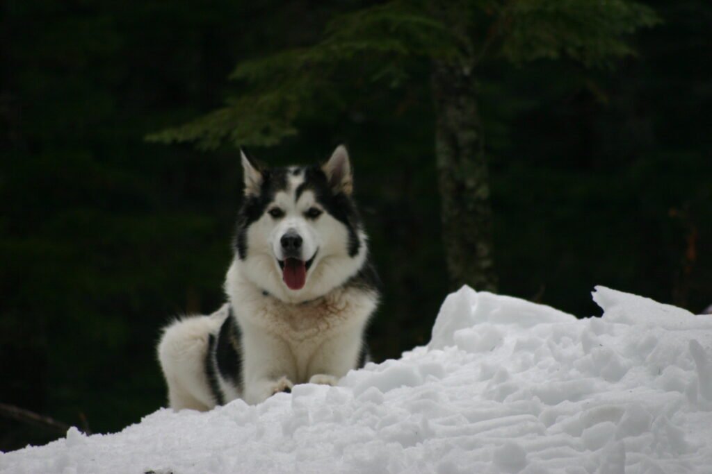 Husky looking over a bank of snow