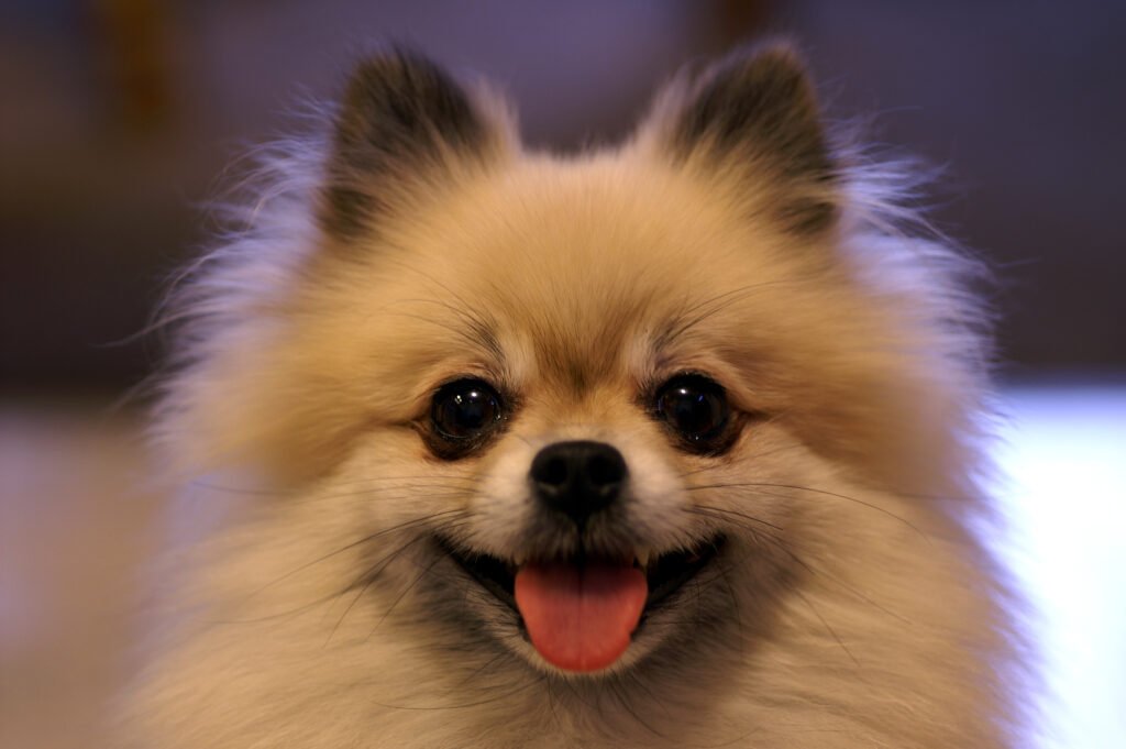 Smiling tan Pomeranian portrait