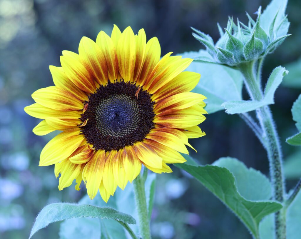 Large yellow sunflower against a soft garden background