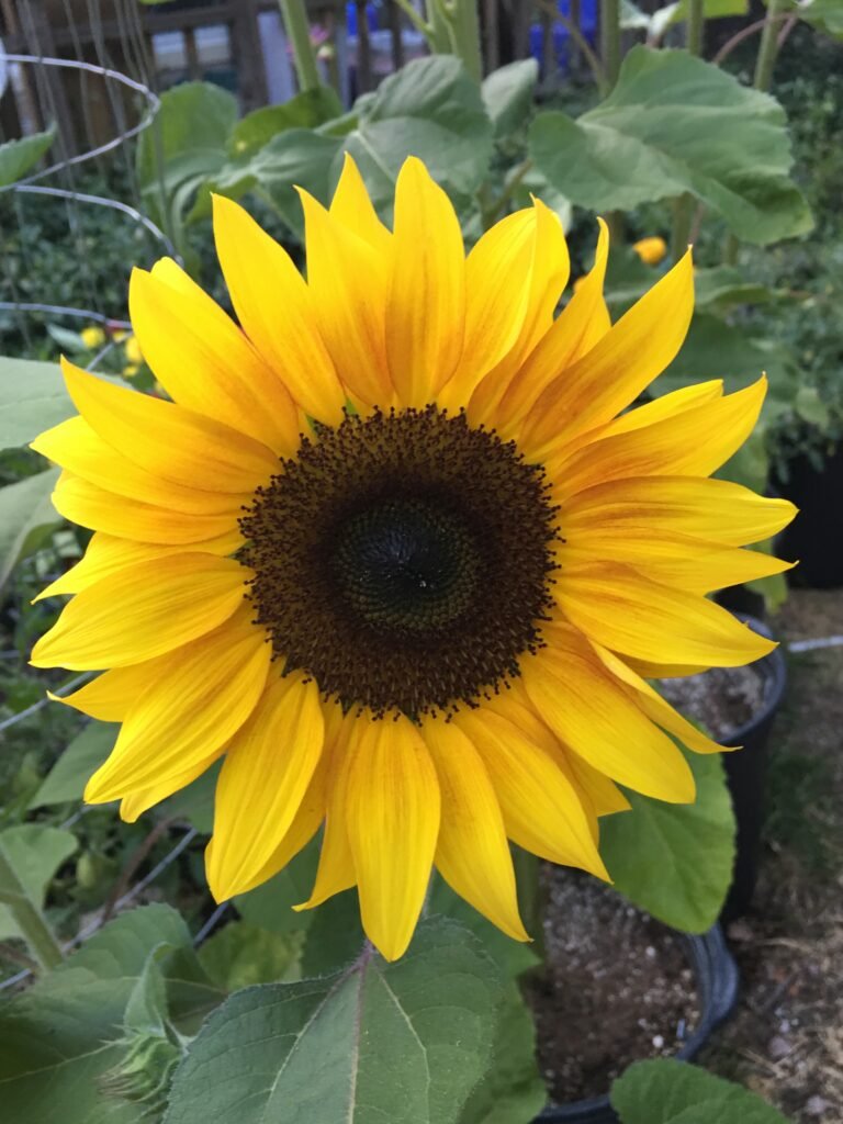 Yellow sunflower with a dark centre and green foliage