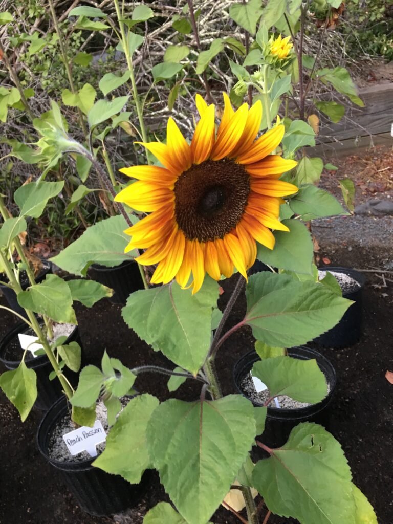 Upright sunflower growing beside green leaves
