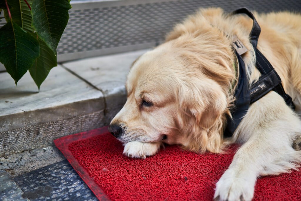 Golden retriever resting its head on a red mat