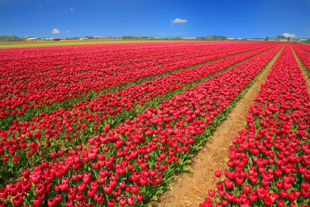 Rows of red tulips beneath a blue sky