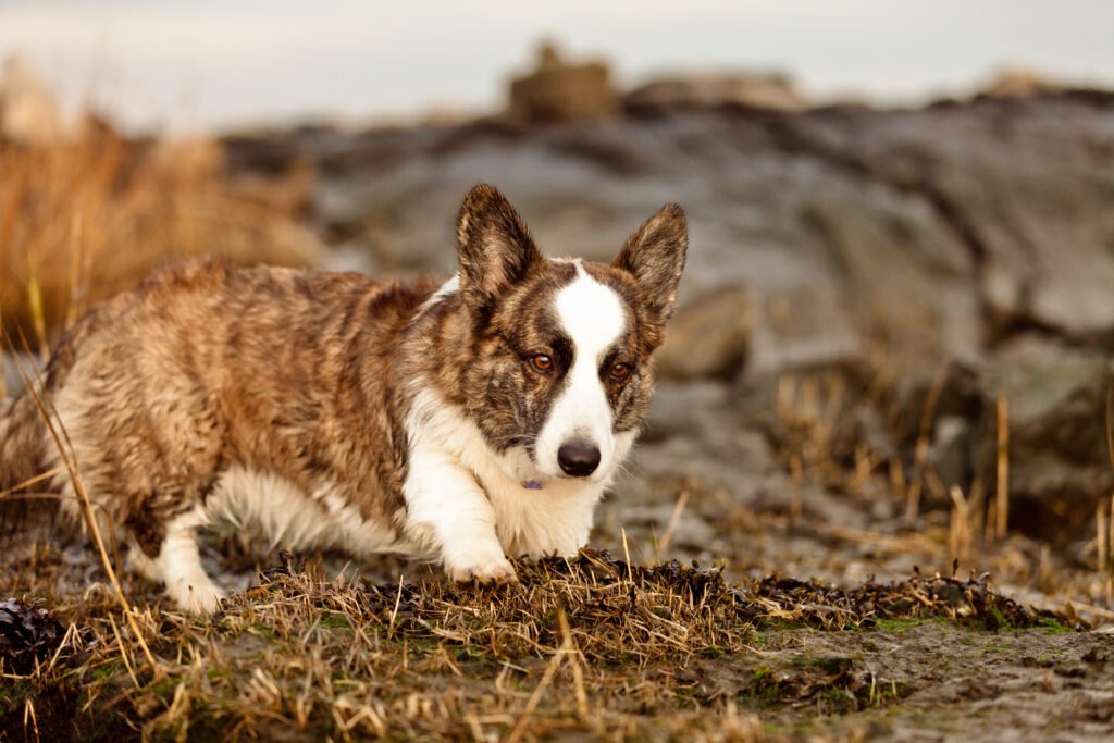 Welsh Corgi Cardigan, Dog