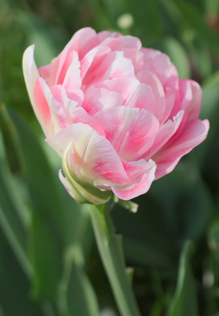 Pink and white double tulip on a green stem