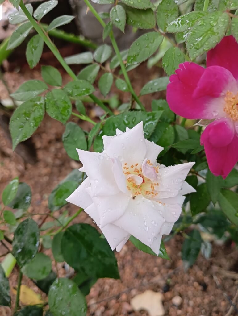 White rose with water droplets beside a pink flower