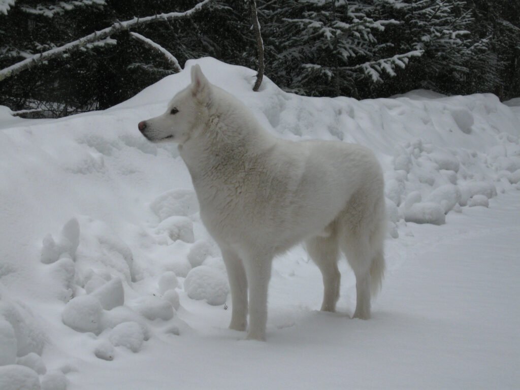 White husky standing in snow